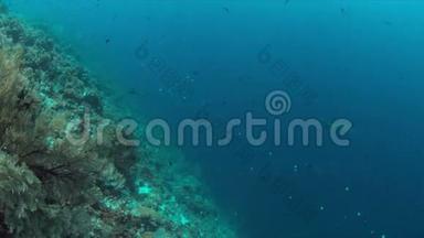 珊瑚礁边缘的灰礁鲨鱼4k